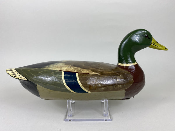 Henry Holmes Mallard Drake, Circa 1910's (#5748)