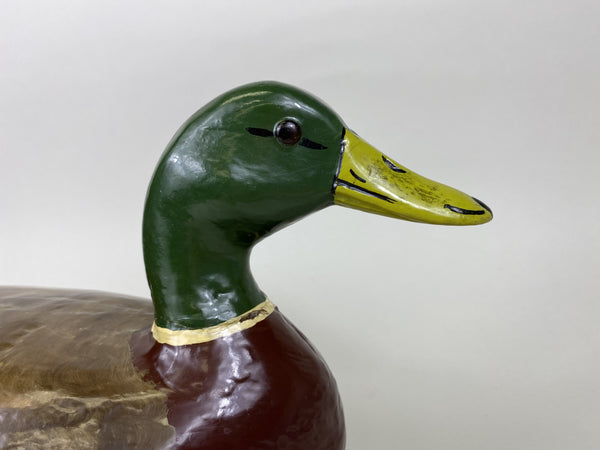 Henry Holmes Mallard Drake, Circa 1910's (#5748)