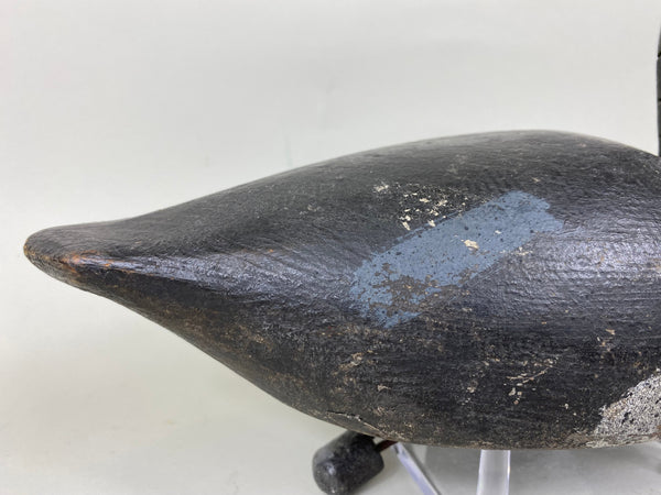 Hi-Headed Folky Canadian Blue Bill, Circa 1920's (#5784)