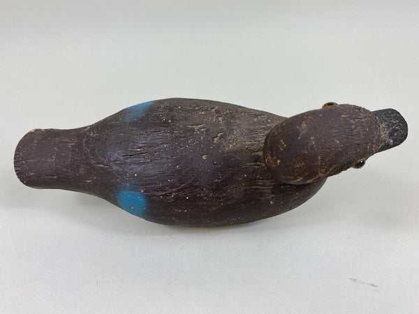 Animal Trap Blue Wing Teal, Excellent Condition (#5807)