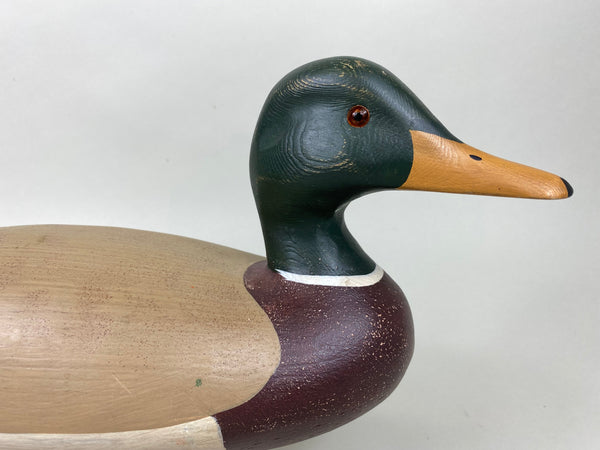 Harry V. Shourds Mallard Drake- All Original  (#5815)