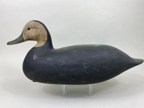 Harry V. Shourds Black Duck, All Original (#5822)