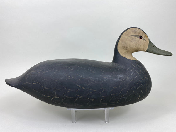 Harry V. Shourds Black Duck, All Original (#5822)