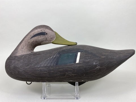 Jim Pierce Preening Black Duck (#5823)