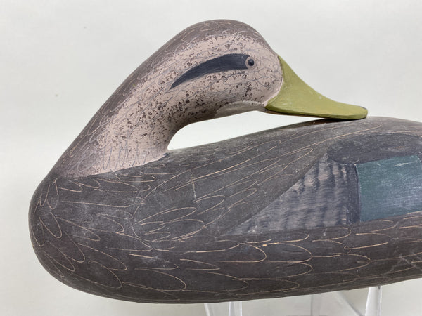 Jim Pierce Preening Black Duck (#5823)