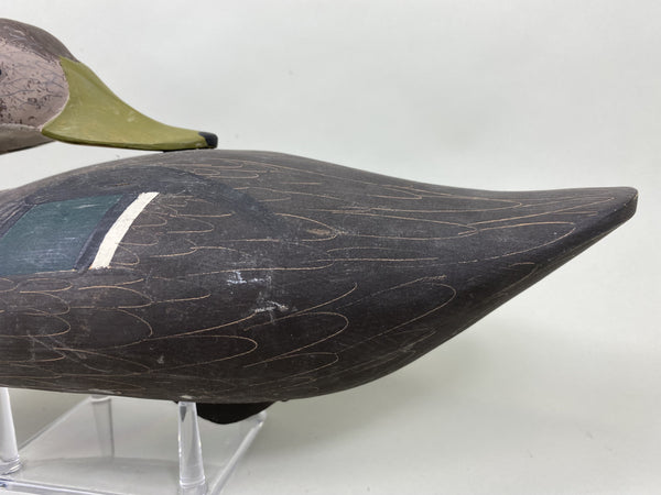 Jim Pierce Preening Black Duck (#5823)