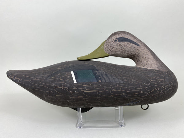 Jim Pierce Preening Black Duck (#5823)