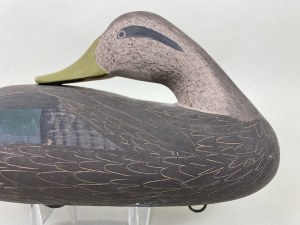 Jim Pierce Preening Black Duck (#5823)