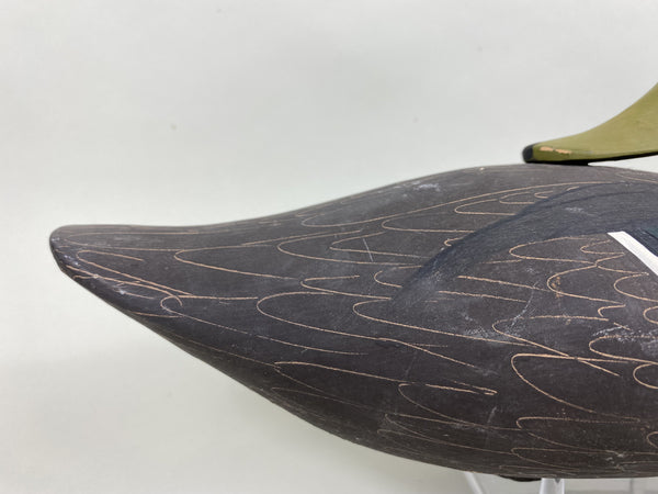 Jim Pierce Preening Black Duck (#5823)