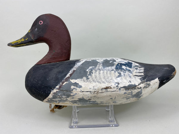 Jessie Urie Canvasback Drake, Branded  (#5825)
