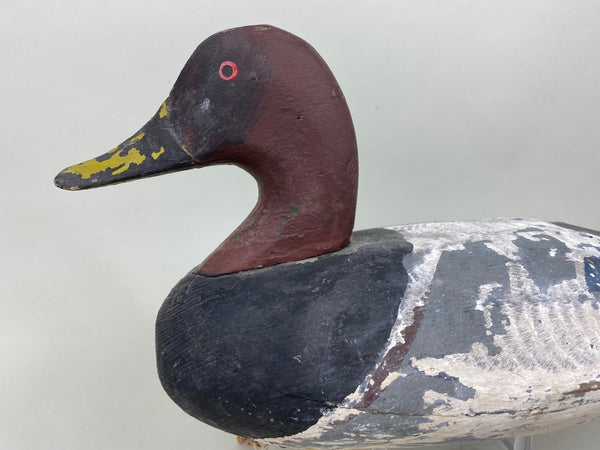 Jessie Urie Canvasback Drake, Branded  (#5825)