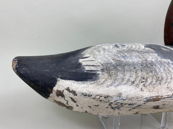 Jessie Urie Canvasback Drake, Branded  (#5825)