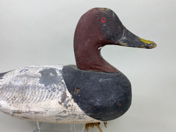 Jessie Urie Canvasback Drake, Branded  (#5825)