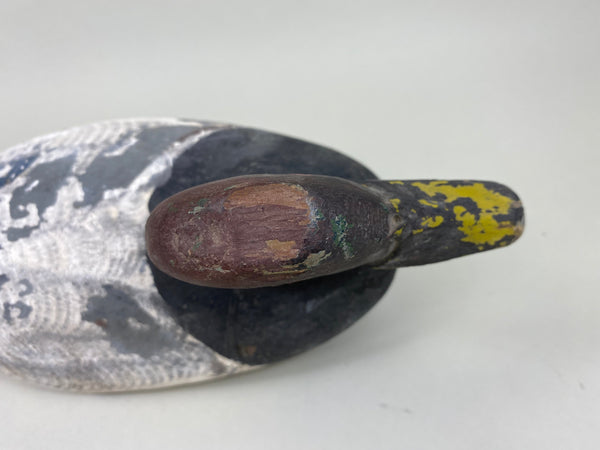 Jessie Urie Canvasback Drake, Branded  (#5825)