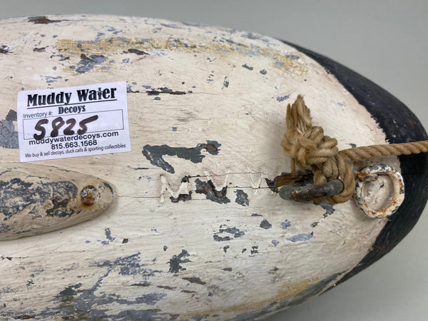 Jessie Urie Canvasback Drake, Branded  (#5825)