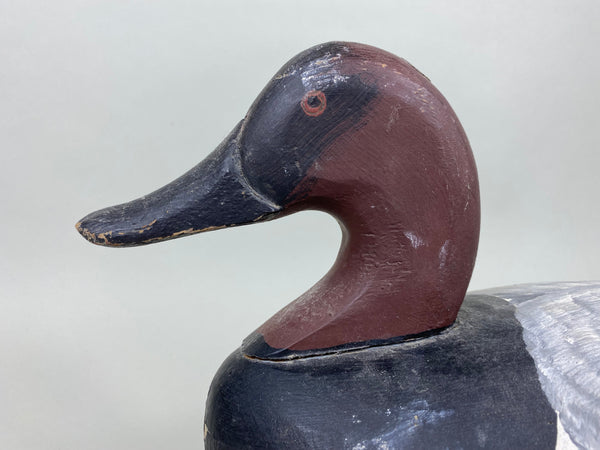 Jessi Urie Canvasback Drake (#5828)