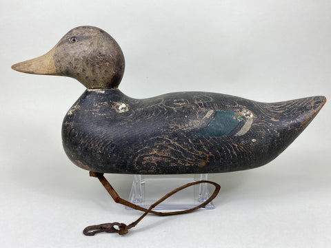 Hays Black Duck, All Original Paint (#5841)