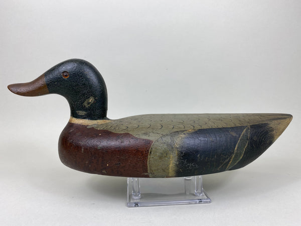 Unknown Midwest Mallard Drake, Circa 1930's (#5860)