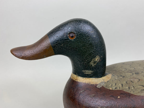 Unknown Midwest Mallard Drake, Circa 1930's (#5860)