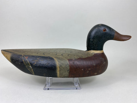 Unknown Midwest Mallard Drake, Circa 1930's (#5860)