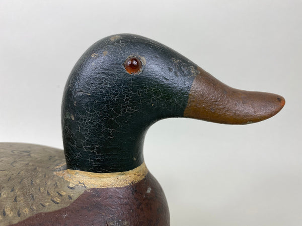 Unknown Midwest Mallard Drake, Circa 1930's (#5860)