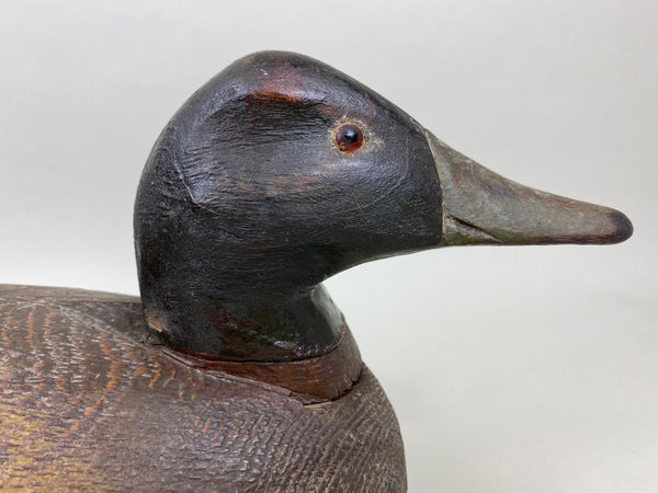 Carl Rankin Mallard Drake (#5999)