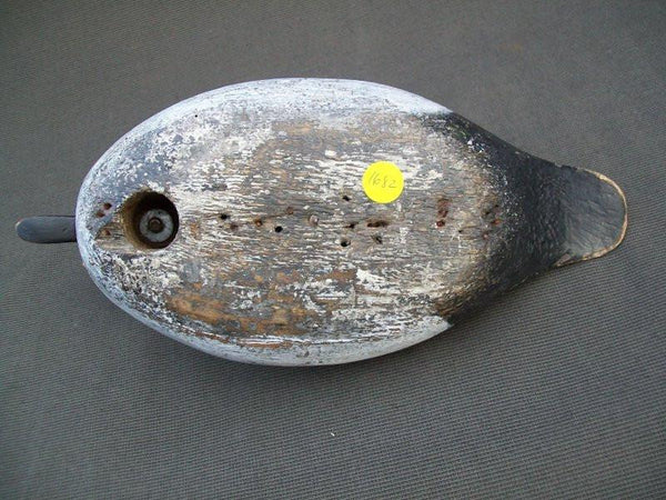 Golden Eye Drake Upstate New York with Stevens Influence