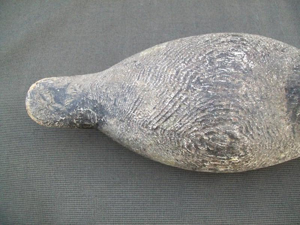 Evans Competition Grade Blue Bill