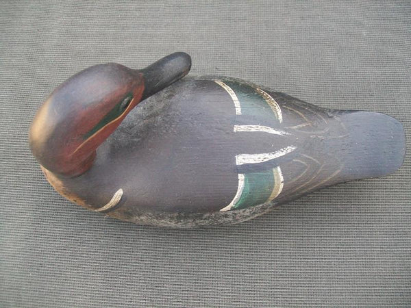 Preening Green Wing Teal- Dennis Entwistle
