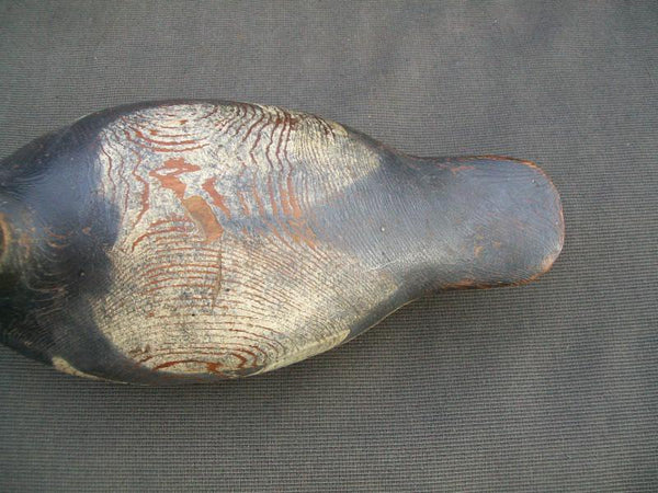 Hayes Blue Bill Drake