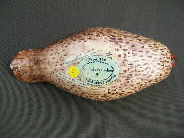 Preening hollow Spotbill duck