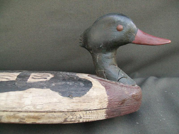 Oversized Red-breasted Merganser