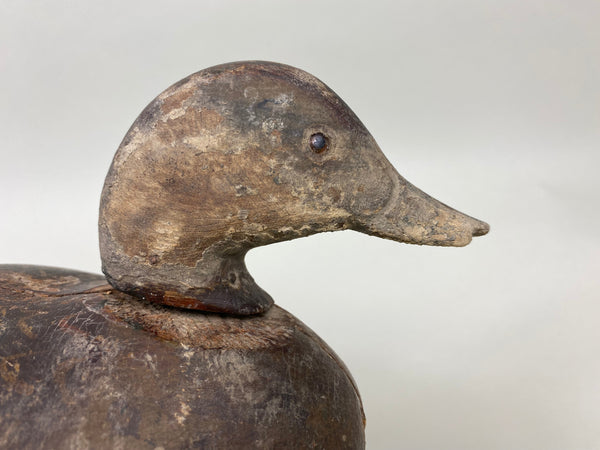 Rare Dodge Hen Teal, Circa 1890's (#6030)