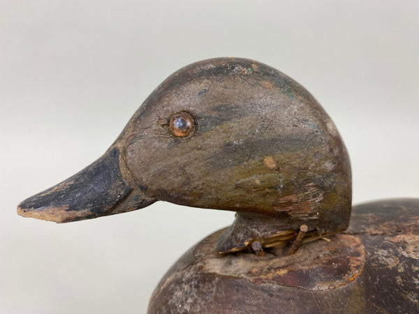 Rare Dodge Hen Teal, Circa 1890's (#6030)