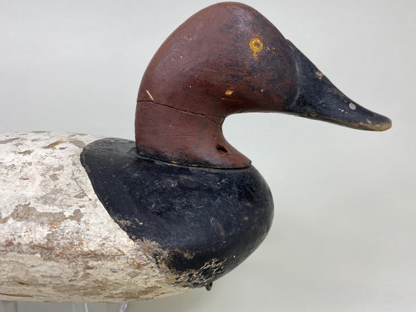 Maryland Canvasback, Branded, Circa 1920's (#6114)