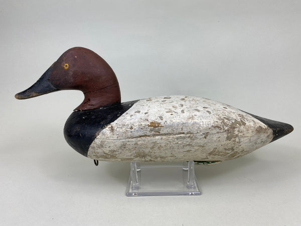 Maryland Canvasback, Branded, Circa 1920's (#6114)