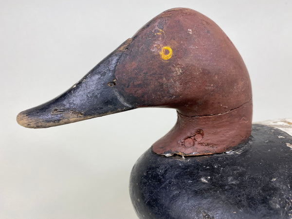 Maryland Canvasback, Branded, Circa 1920's (#6114)