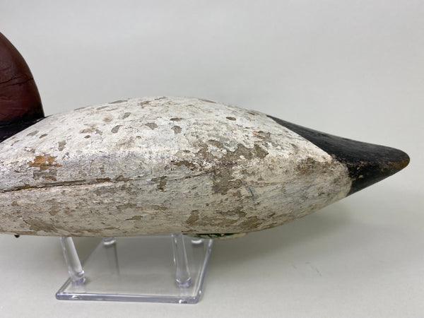 Maryland Canvasback, Branded, Circa 1920's (#6114)