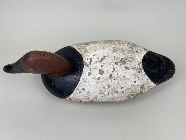 Maryland Canvasback, Branded, Circa 1920's (#6114)