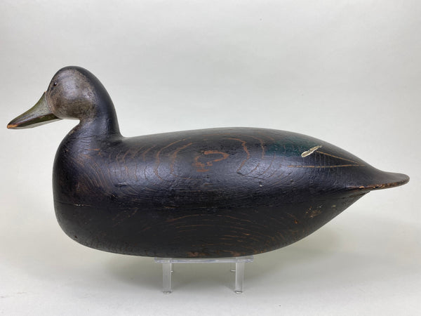 Nathan Rowley Horner Black Duck , All Original (#6185)