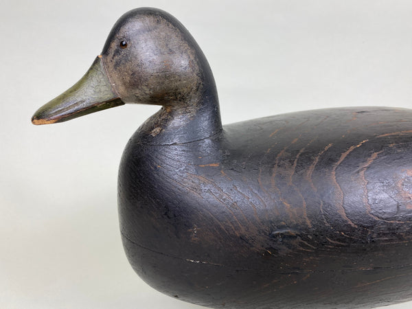 Nathan Rowley Horner Black Duck , All Original (#6185)