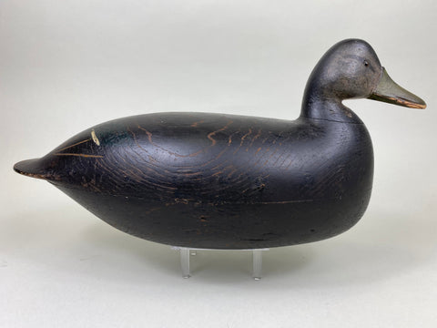 Nathan Rowley Horner Black Duck , All Original (#6185)