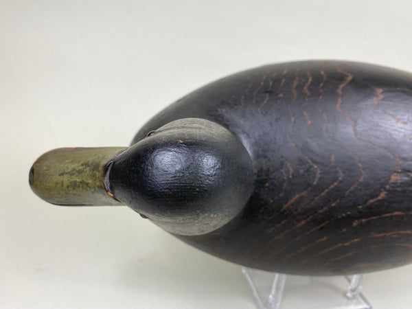 Nathan Rowley Horner Black Duck , All Original (#6185)
