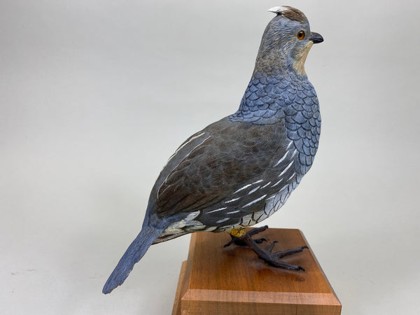 Scaled Quail, Full Size, Quail Unlimited (#6199)