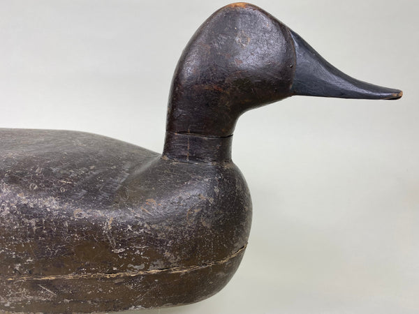 Unknown Canvasback, Circa 1910's (#6213)