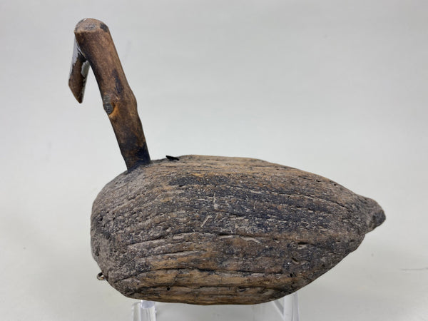 Roothead Coot (#6248)