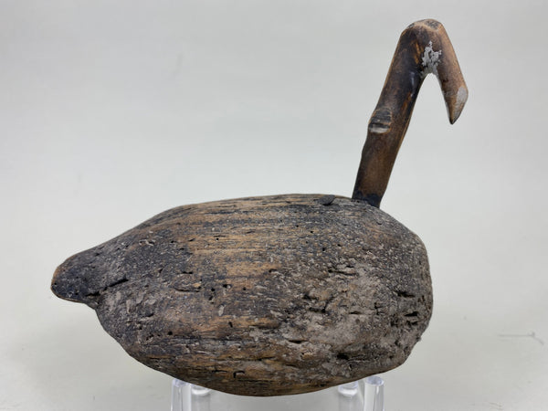 Roothead Coot (#6248)