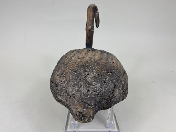 Roothead Coot (#6248)