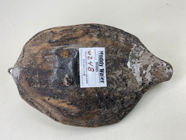 Roothead Coot (#6248)