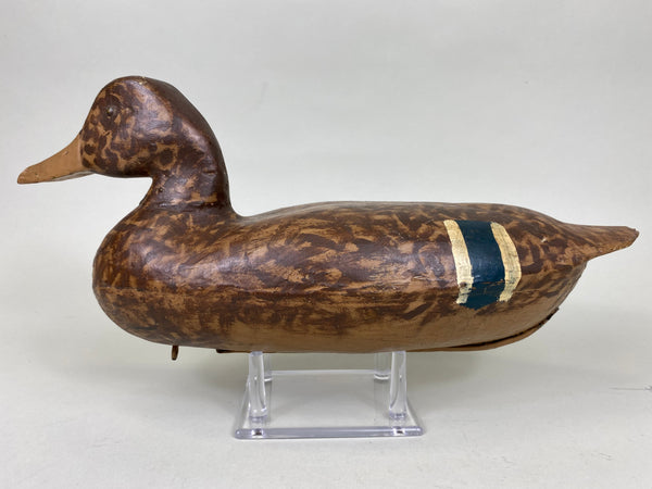 Illinois River Mallard Hen, Lacon Area, 1930's (#6272)